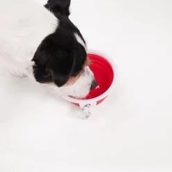 ThIrsty Dog Bowl - Chilli Red