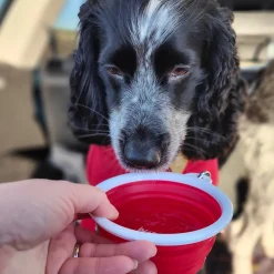 ThIrsty Dog Bowl - Chilli Red